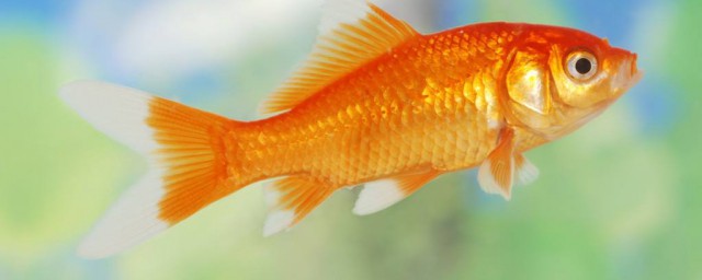 描寫金魚外貌的句子 描寫金魚外貌的句子列述