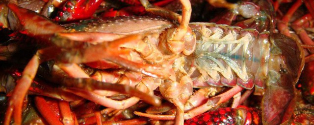 龍蝦用什麼洗的幹凈 怎麼煮最簡單呢