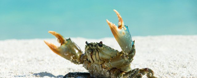 螃蟹怎麼長時間保存才新鮮 螃蟹長時間保存新鮮的方法