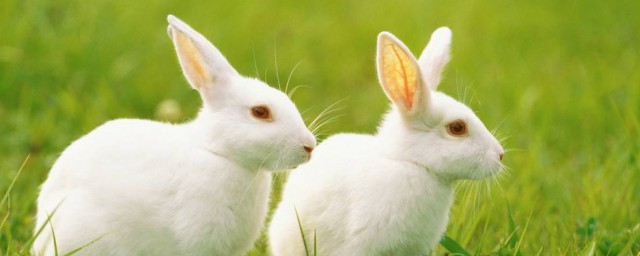 兔子的養殖技術及方法 兔子的養殖技術及方法簡述