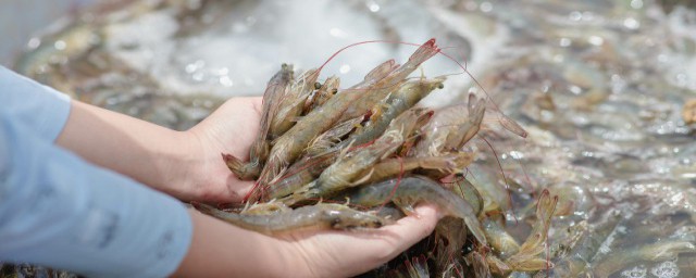 處理蝦的方法 如何處理蝦