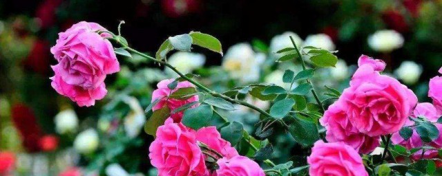 玫瑰花怎麼種植方法 盆栽玫瑰花的種植方法