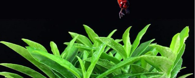 玉蜻蜓的養殖方法和註意事項 養玉蜻蜓的一定要註意瞭