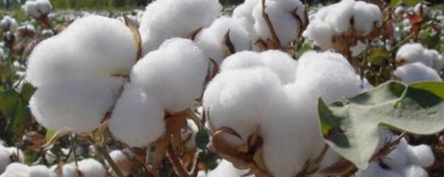 夢見棉花是什麼意思 夢見棉花的夢境解析