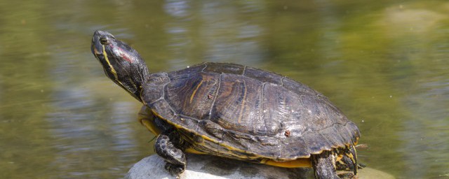 烏龜可以活多久 烏龜的壽命一般多少年