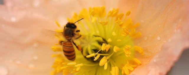 吃花粉有什麼好處 吃花粉的好處是什麼