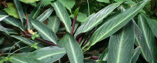 紫背竹芋的養殖方法和註意事項 紫背竹芋的養殖方法和註意事項介紹