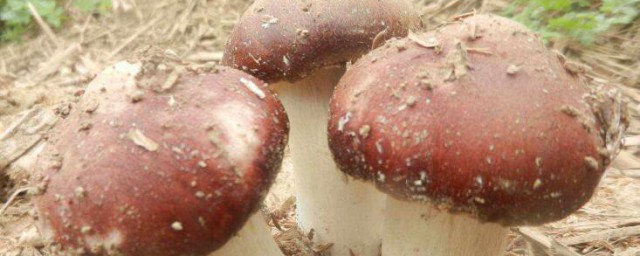 蘑菇的種植方法 蘑菇如何種植