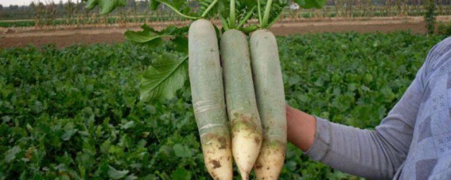 蘿卜的種植方法 蘿卜如何種植