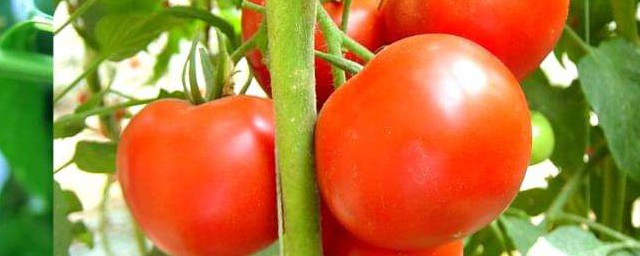 西紅柿像什麼比喻句 西紅柿的比喻句