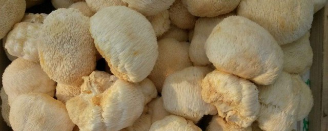 鮮猴頭菇怎麼保存 鮮猴頭菇保存方法介紹