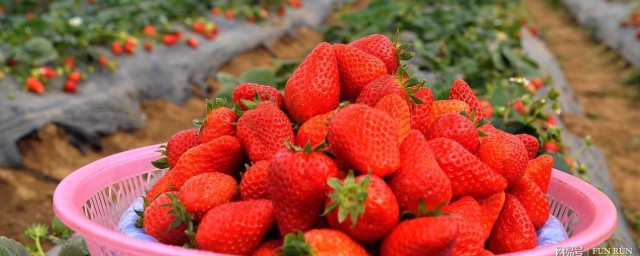 草莓沒吃完怎麼保存 草莓的保存方法