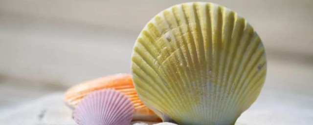 貝殼養殖方法 海貝殼怎麼養