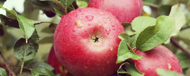 蘋果施肥部位及方法 在哪個部位給蘋果施肥和怎樣施肥