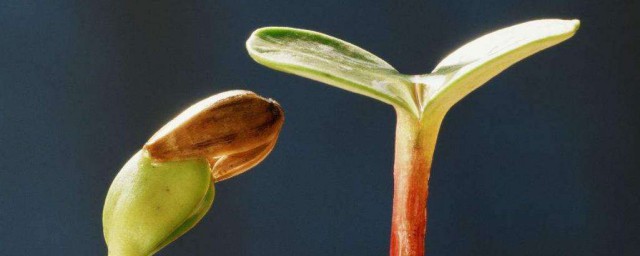 種子催芽方法五種方法 種子如何催芽