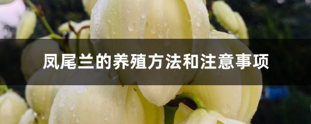 鳳尾花養護方法 鳳尾蘭的養殖方法和註意事項