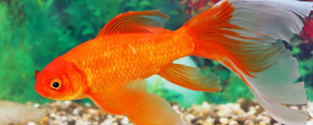 金魚怎麼繁殖 金魚繁殖的方法