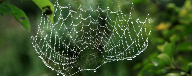 傢裡總是有蜘蛛結網怎麼解決 傢裡總是有蜘蛛結網的解決方法