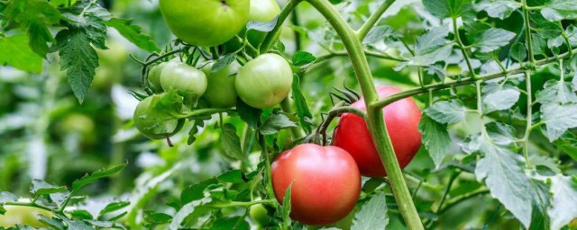 番茄高產的種植方法 番茄高產如何種植
