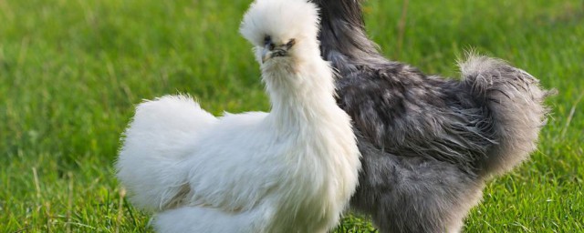 絨毛雞的養殖方法 絨毛雞怎麼養殖