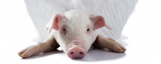 寵物豬正確洗澡方法 寵物豬正確洗澡方法簡述