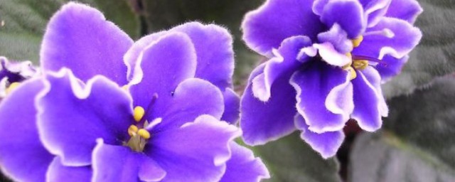 紫羅蘭怎麼養 紫羅蘭如何養殖
