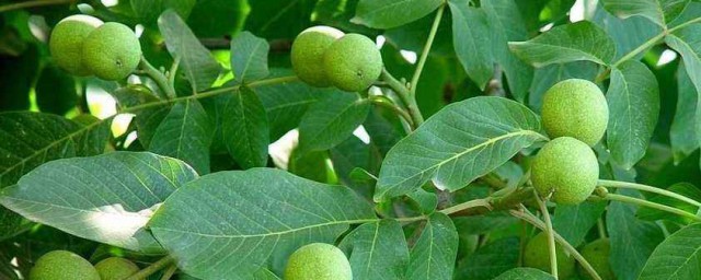 核桃樹養護方法 核桃樹養護方法簡述