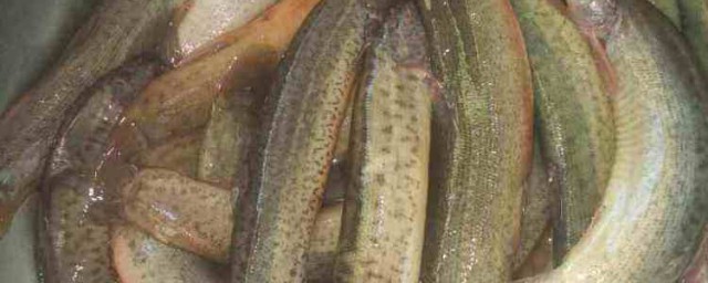 殺泥鰍的處理方法 殺泥鰍的方法分享