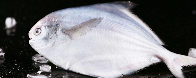 白鯧魚飼養方法 白鯧魚怎麼養殖