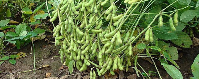 黃豆土培種植方法 黃豆土培種植步驟