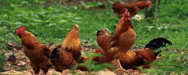 雞的長期養殖方法 一定要考慮以下方面