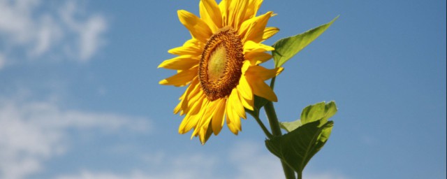 太陽花的耐寒方法 太陽花如何過冬