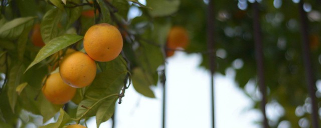 杏仁樹栽植方法 需要怎麼嫁接呢