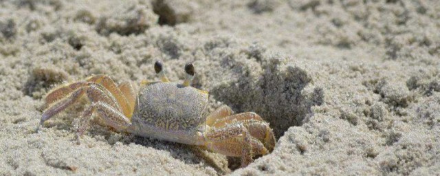 沙蟹怎麼養 養沙蟹方法