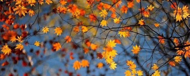 有種入秋的感覺說說 感覺秋天來瞭的說說