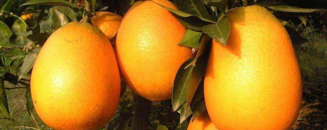 臍橙復合肥施肥方法 臍橙復合肥施肥技巧