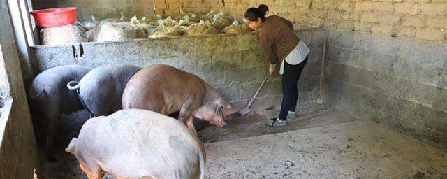 清掃豬圈正確方法 怎麼打掃豬圈