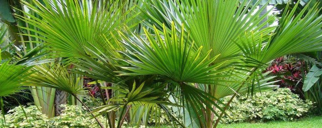 棕櫚的種植養護方法 如何種植棕櫚樹