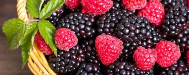 花園種植樹莓方法 樹莓如何種植