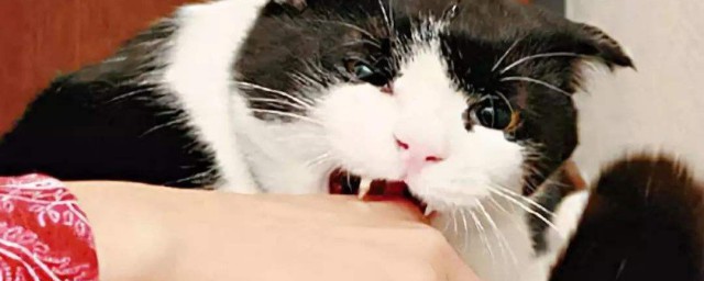 小貓為什麼喜歡咬人 一定要清楚它咬人的原因