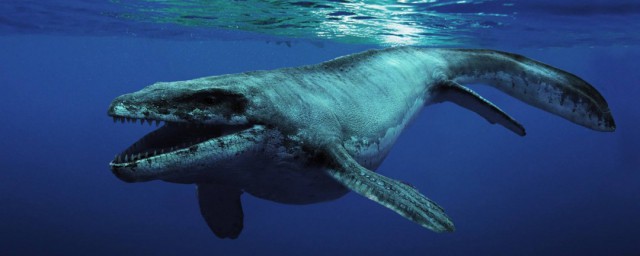 鯨魚吃什麼 鯨魚一般吃什麼