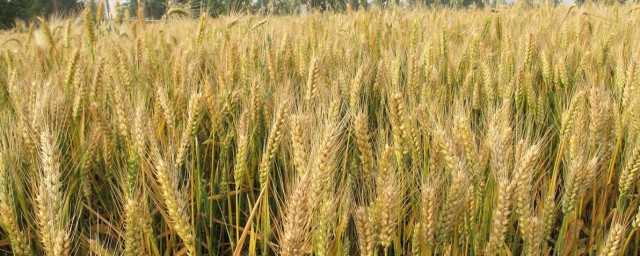 小麥的種植方法 小麥的種植方法介紹