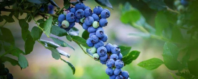 藍莓樹的養殖方法和註意事項 藍莓樹怎麼養殖