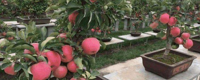 盆栽蘋果樹的養殖方法和註意事項 盆栽蘋果樹的養殖方法和註意事項介紹