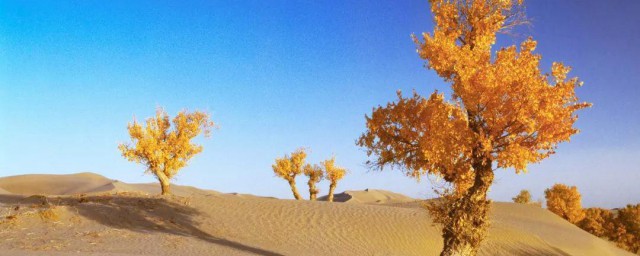 新疆的沙漠有哪些 你知道這個沙漠嗎