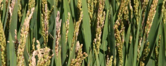 稻子種植時間和方法 水稻什麼時候播種
