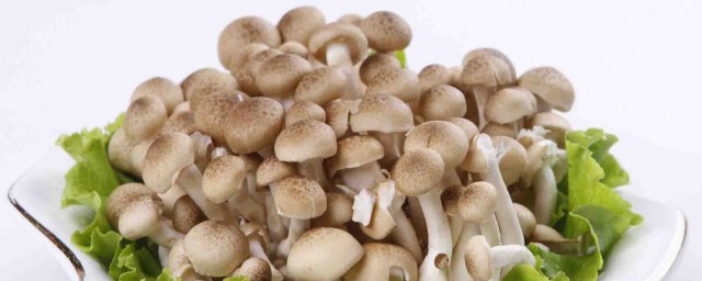 海鮮菇煮多久才能吃 海鮮菇的簡介