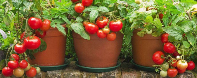 盆載西紅柿方法 盆栽西紅柿的種植方法