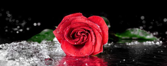 玫瑰花冬季種植方法 冬季怎麼種玫瑰花