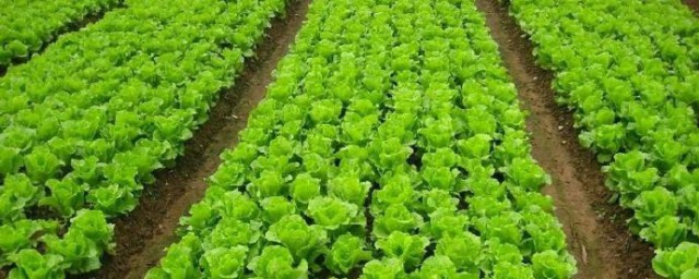 生菜怎麼種植 生菜種植方法的介紹